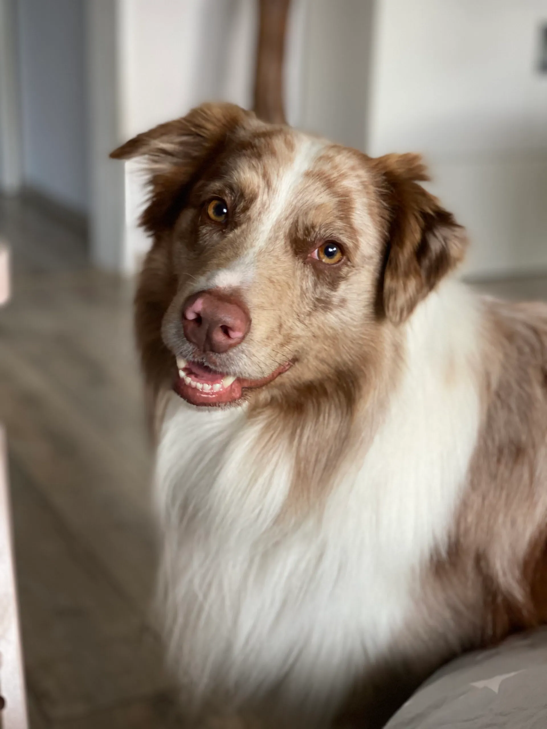 Ein Hund genießt die frische Küstenluft